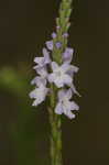 Narrowleaf vervain